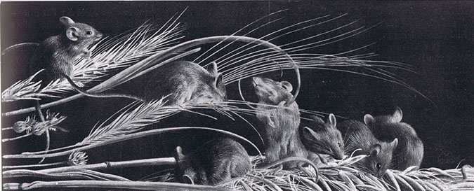 G_Maeuse_hafer_1920
